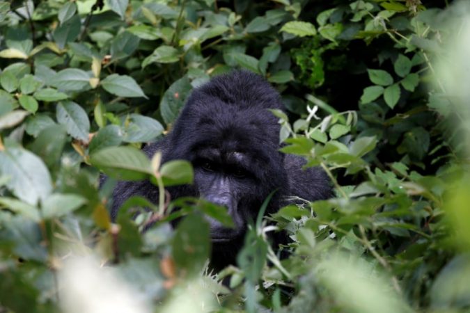 VRANË GORILLËN TË GJALLË/ Katër burra rrezikojnë dënimin me burgim të përjetshëm