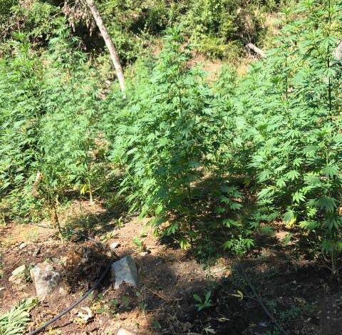 DRONË DHE POLICË NË KRUJË/ Zbulohen 4 ambiente për kultivim kanabisi, pranga 3 personave