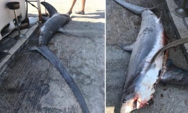 3 METRA I GJATË/ Peshkaqeni dhelpër bie në rrjetat e peshkatarëve në Vlorë (VIDEO)