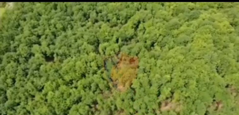 KONTROLLE PËR KANABIS NË DIBËR/ Angazhohen 50 policë e 2 dronë, arrestohet 31- vjeçari që kultivonte në oborrin e shtëpisë (VIDEO)
