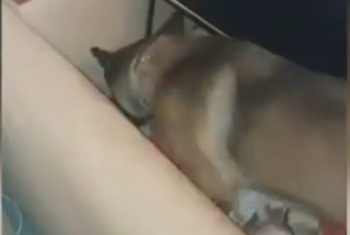 E MERR NË QAFË QENI/ I zbulon kokainën shqiptarit në Greqi (VIDEO)