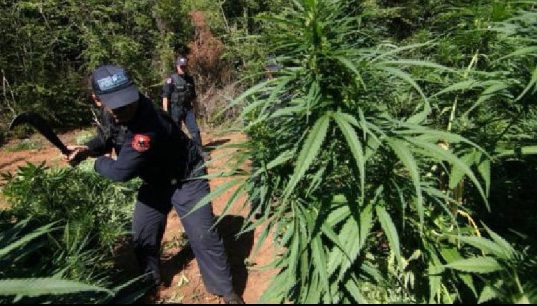 TENTOI TË KULTIVONTE BIMË NARKOTIKE/ Policia zbulon parcelat me drogë në Dibër