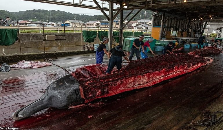 ÇUDISIN JAPONEZËT/ Arrijnë të kapin balenën 34 metra të gjatë (FOTOT)