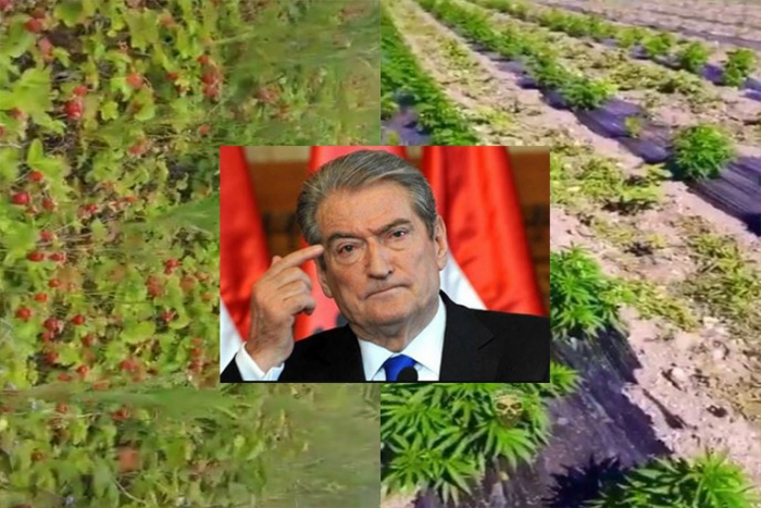 PAMJET NGA BOTA/ Berisha bie “pre” e Tik-Tok, shndërron boronicat dhe luleshtrydhet në kanabis