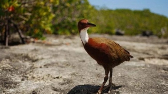 MENDOHEJ SE U ZHDUK 100 MIJË VITE MË PARË/ Rishfaqja e ‘Aldabra-s’ trondit shkencëtarët (FOTO)