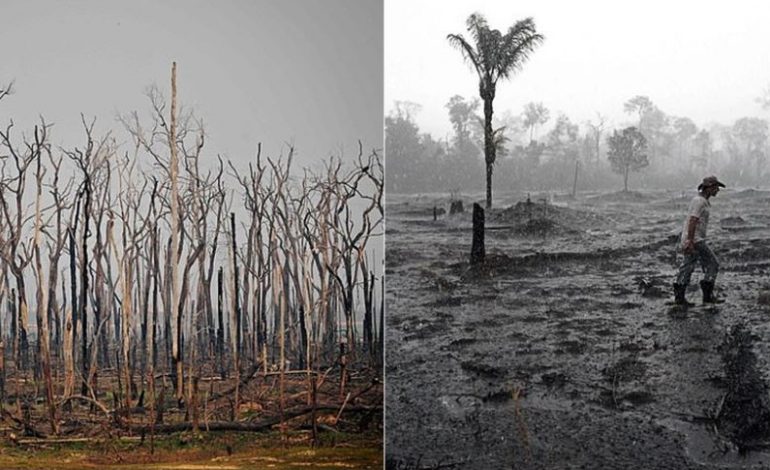 SHPYLLËZIMI NË AMAZONË/ Një zonë 10 herë më e madhe se Parisi u shkatërrua në fillim të 2020 (FOTO)