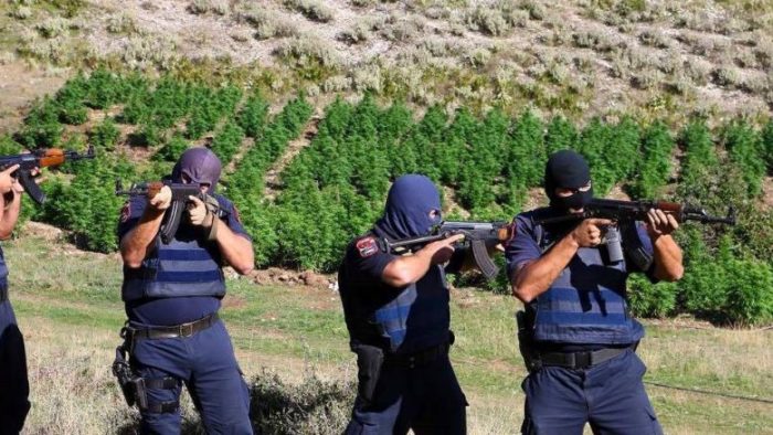KANABIS NË NJË ZONË TË PYLLËZUAR TË MALLAKASTRËS/ Arrestohen tre vëllezër. Pranga edhe një 60-vjeçari në Roskovec