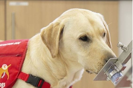 KU DO TË PËRDOREN/ Nis trajnimi për qentë që mund të dallojnë të infektuarit me COVID-19
