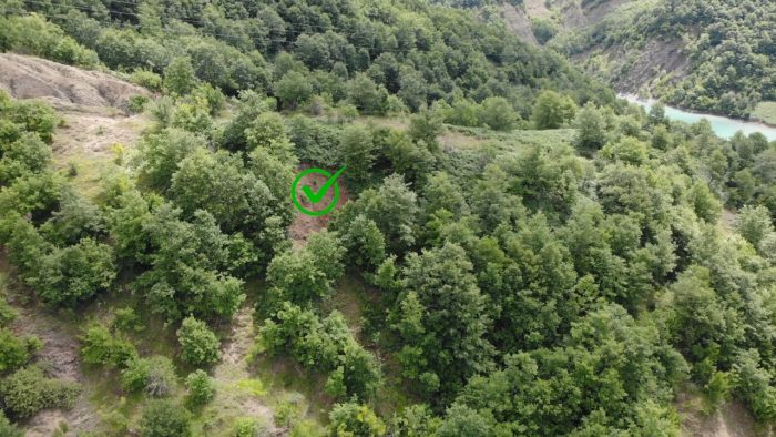 KONTROLLE ME DRONË NGA AJRI DHE TOKA/ Kultivim kanabisi në Maliq, prangosen kryeplaku i fshatit dhe një 29-vjeçar