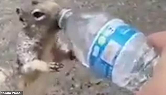 VIDEO E KETRIT QË U BË VIRALE/ I “kërkon” ujë një djaloshi i cili mbante një shishe në dorë