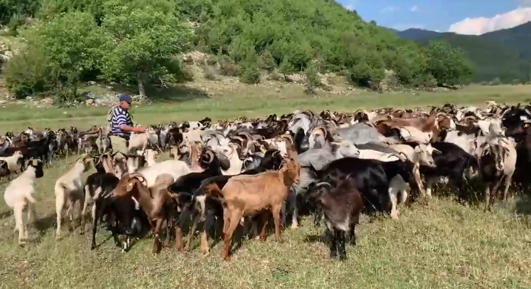 SKEMA KOMBËTARE E MBËSHTETJES NË BUJQËSI/ Muhameti përfitues prej vitit 2013, tashmë me 400 krerë të imta fiton…