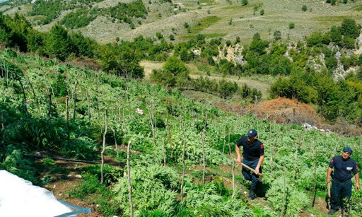 DRONI ZBULOI PARCELËN ME KANABIS NË SKRAPAR/ Pranga kryeplakut dhe bashkëfshatarit