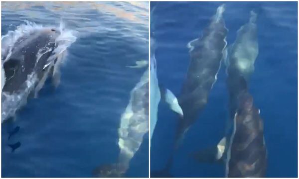 PAMJE TË MREKULLUESHME NGA JALA/ Një grup delfinësh “vizitojnë” detin Jon (VIDEO)
