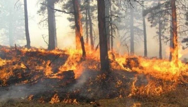 NDEZI ZJARRIN NË TOKËN E TIJ/ Flakët pushtuan fshatin duke djegur kullota e ullinj, arrestohet kryeplaku në Berat