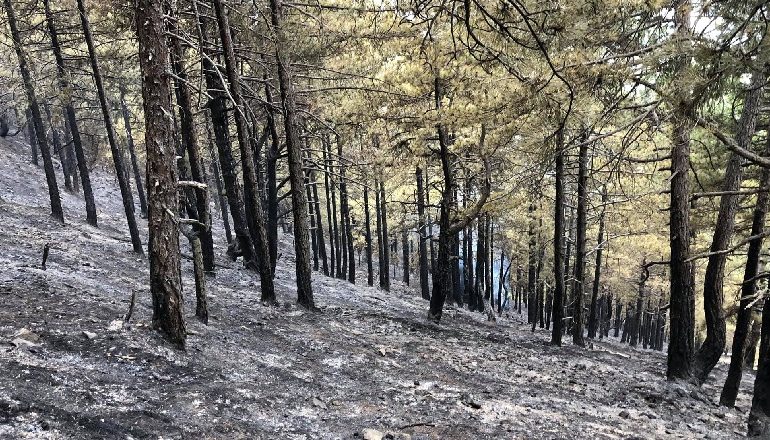 SHIU SHUAN VATRAT E ZJARRIT NË TË GJITHË VENDIN/ Ministria e Mbrojtjes: Janë djegur 140 ha shkurre e pyje