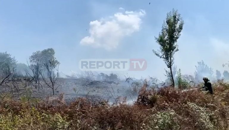E RËNDË/ Zjarr i qëllimshëm në Kodrën e Hakve në Fushë-Krujë, digjen 5 hektarë ullishte e vreshta rrushi (VIDEO)