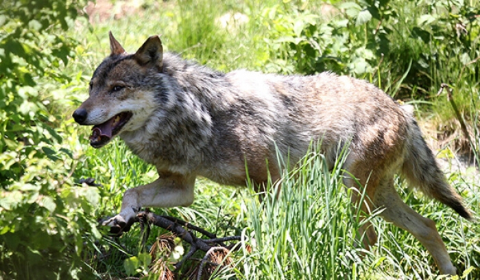 FRIKË NË FSHATRAT E FIERIT/ Banorët: Ujqërit e çakejtë po bëjnë kërdinë, bëjmë roje natën se na rrezikohen fëmijët