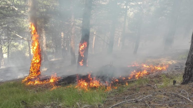 BIE NJË ZJARR I FUQISHËM/ Digjen katër hektarë pyll me pisha në Gramsh (FOTO)