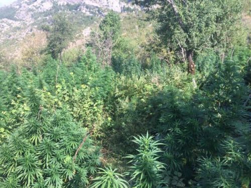 KANABIS NË SKRAPAR E POLIÇAN/ Arrestohen 2 persona, tre të tjerë në kërkim
