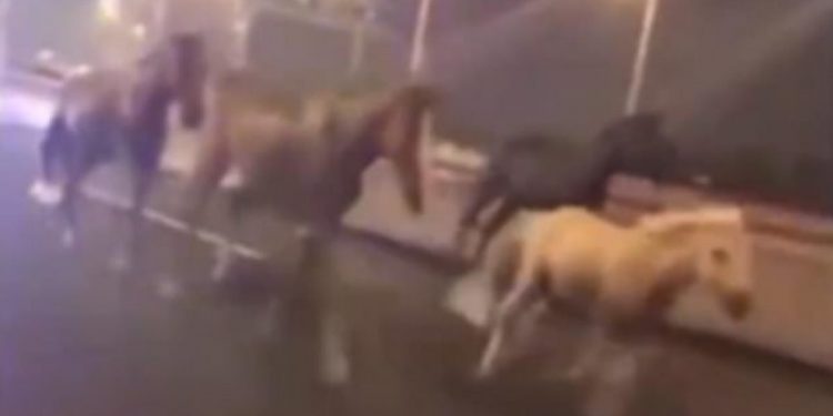NË “GARË” ME SHOFERËT E MAKINAVE/ Shihni momentin kur kuajt ia marrin vrapit në mes të autostradës në Kavajë (VIDEO)
