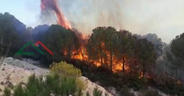 ZJARR NË PYLLIN E DRENIES/ Situatë e vështirë, flakët… (VIDEO)