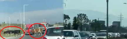 LOPËT “ÇMENDIN” SHOFERËT NË AUTOSTRADË/ Paralizohet trafiku në aksin Tiranë-Durrës (VIDEO)