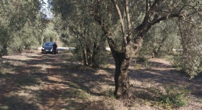 NGJARJE E RËNDË/ Shkoi të kujdesej për pemët, shqiptari vdes në vendin e punës në Greqi