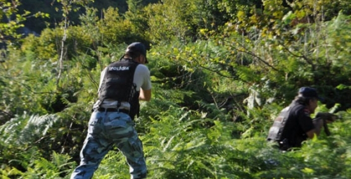 KULTIVONIN KANABIS/ Arrestohet 27-vjeçari në kërkim 3 të tjerë, procedohet kryeplaku në Dibër (DETAJET)