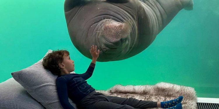 RESORTI BRENDA KOPSHTIT ZOLOGJIK/ Dhoma me pamje nga arinjtë, ujqërit dhe fokat (FOTOT)