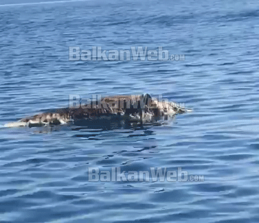 TURISTËT PËRBALLEN ME NJË DITË TË TRISHTË/ Delfini i ngordhur pluskon në ujërat e Gjirit të Vlorës (VIDEO)