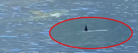 PESHKAQEN NË VLORË? Turistët shokohen nga ajo që shikojnë pranë Karaburunit (VIDEO)