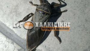 SHKAKTON…/ Shfaqet insekti i rrallë në Greqi, kafshimi i tij është helmues