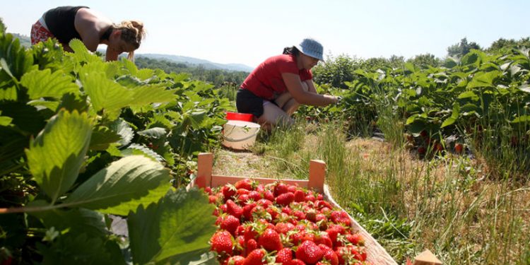 SHTYHET ME 90 DITË LEJA E QËNDRIMIT/ Greqia jep lajmin e mirë për punëtorët sezonalë