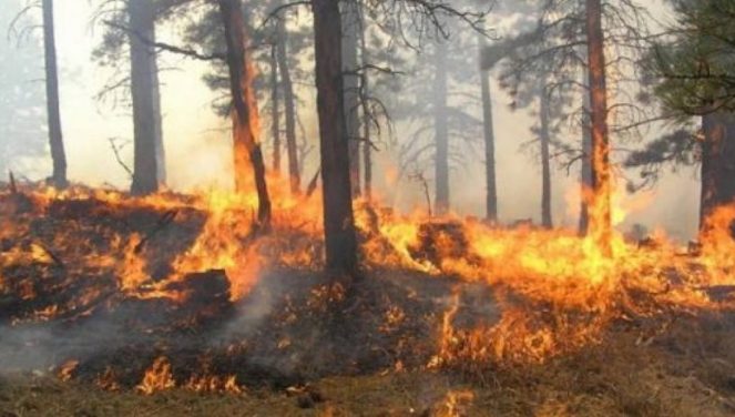 VIJON ZJARRI ME ITENSITET NË DRENIE TË FIERIT/ Shefi i zjarrfikësve: Situata e vështirë, rrezikohet asfiksimi i efektivëve