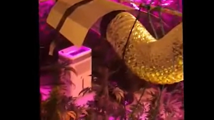 GODITET BANDA KRIMINALE/ Furnizonin Athinën dhe Mikonosin me drogë. Në pranga 4 shqiptar dhe një grek (VIDEO)