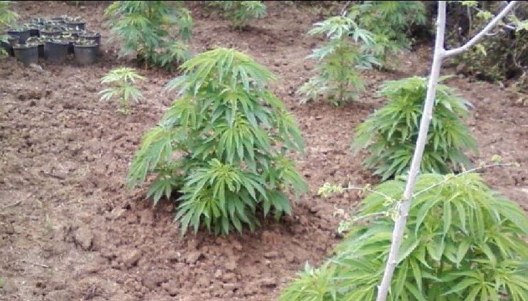 KULTIVONTE LËNDË NARKOTIKE/ Arrestohet 45-vjeçari nga Fieri, në banesë iu gjetën 23 kg kanabis