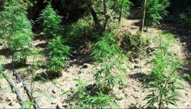 KULTIVONIN LËNDË NARKOTIKE NË BANESËN E TYRE/ Arrestohen dy vëllezër në Bulqizë…