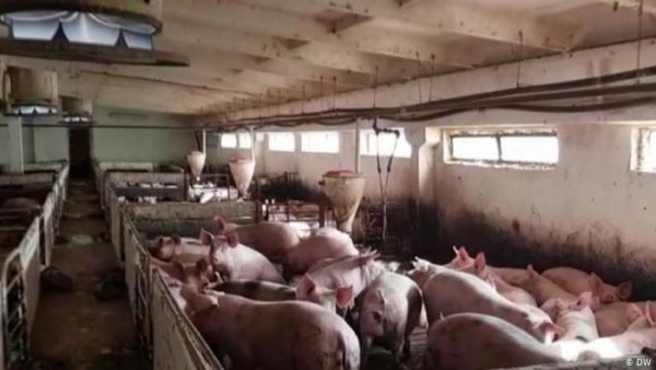 ETHET E MURTAJËS AFRIKANE MBËRRIJNË NË GJERMANI/ Si përhapet virusi i derrave dhe sa i rrezikshëm është (FAKTET)