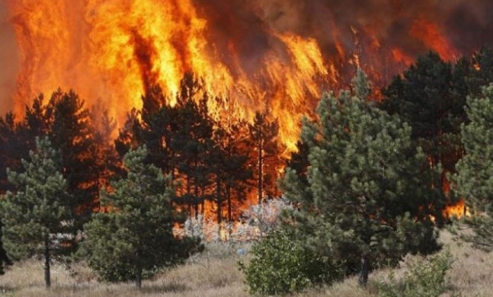ZJARR NË VLORË/ Përfshihet nga flakët një zonë në Karaburun, zjarrfikëset në vendngjarje