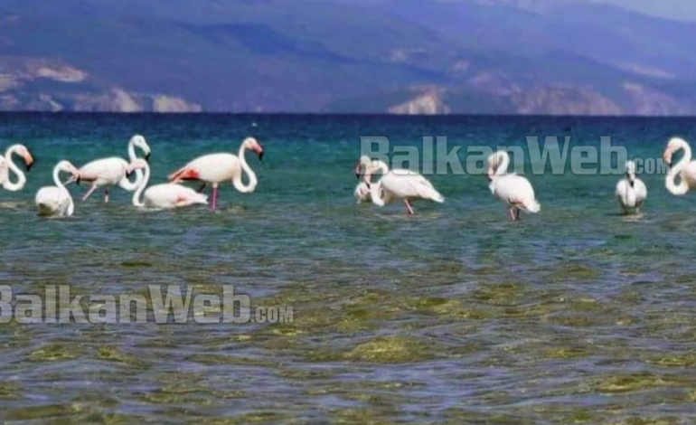 E RRALLË/ Flamingot shfaqen në Pogradec, ndodh për herë të parë (FOTO)