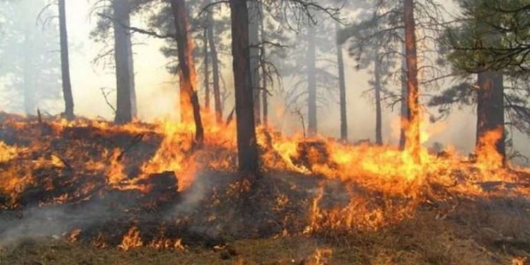 IU VË FLAKËN PEMËVE FRUTORE DHE ULLINJVE NË KASHAR/ Arrestohet në flagrancë 59-vjeçari