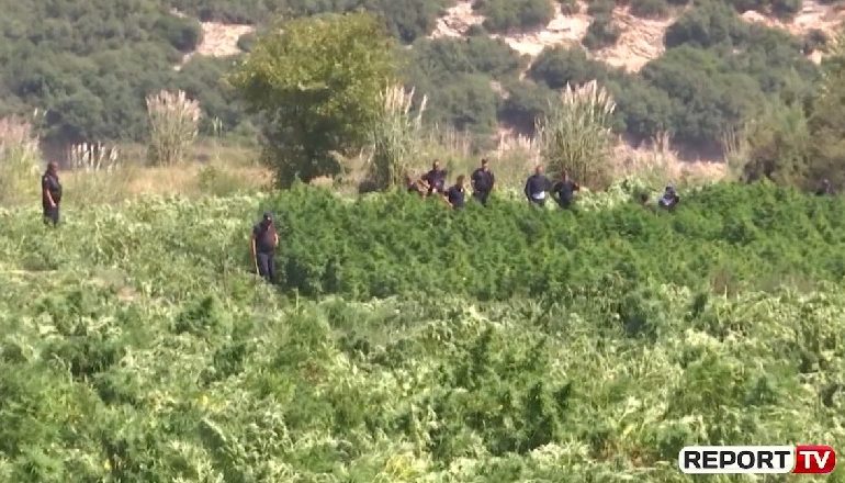 PARCELA ME KANABIS NË TERRITOR/ Pezullohen 22 oficerë të Komisariatit të Vlorës, mes tyre edhe shefat