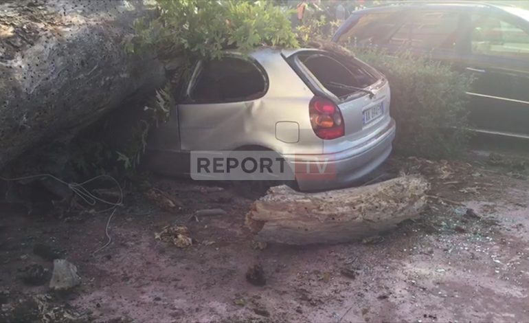 BLLOKOHET AKSI VLORË-FIER/ Bie pema në mes të rrugës, dëmtohen disa makina (FOTO)