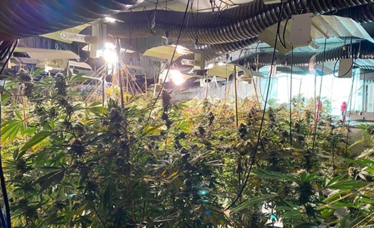 “MADE IN ALBANIA” NË BRITANI/ Si e shndërruan shqiptarët ish-diskon tre katëshe në fermë kanabisi, droga kapte vlerën… (FOTO)