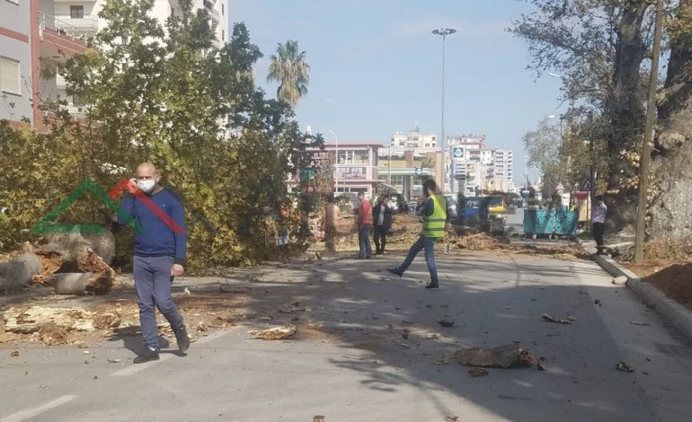 PAMJET NGA FIERI/ Vijon puna për prerjen e 15 pemëve të cilat rrezikojnë të biejnë…