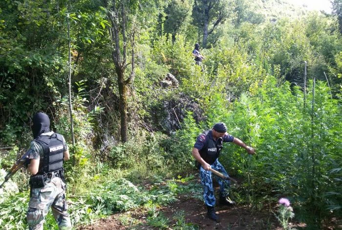 E RËNDË NË MALËSINË E MADHE/ Artan Hoxha: Tre kushërinj dyshohet se janë vrarë në parcelat me hashash, Policia “blindon” fshatin (EMRAT)