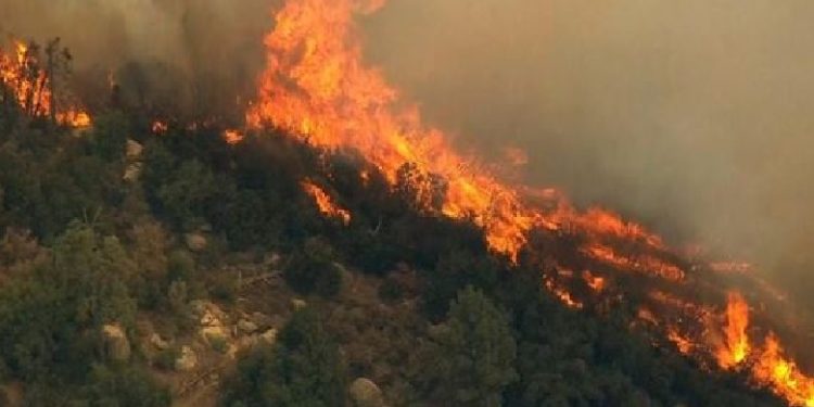 NDEZI ZJARR NË TOKËN E TIJ/ Flakët i dolën nga kontrolli dhe dogjën 300 rrënjë ullishte, arrestohet 59-vjeçari në Berat