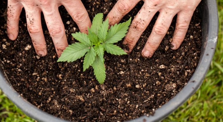 KAPEN DUKE MBJELLË KANABIS NË LLAKATUND/ 5 të arrestuar në Vlorë, 4 prej tyre gra. Sekuestrohen 5 kg