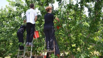 SITUATA E COVID-19/ Grekët ankohen: Kemi mandarinat dhe ullinjtë në pemë, të vinë shqiptarët