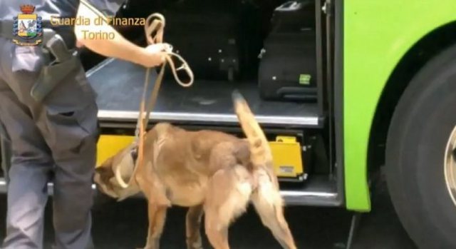 TRAFIKONIN DROGË ME AUTOBUZ NGA SPANJA/ Qeni fundos shqiptarin dhe 20-vjeçaren nga Gambia